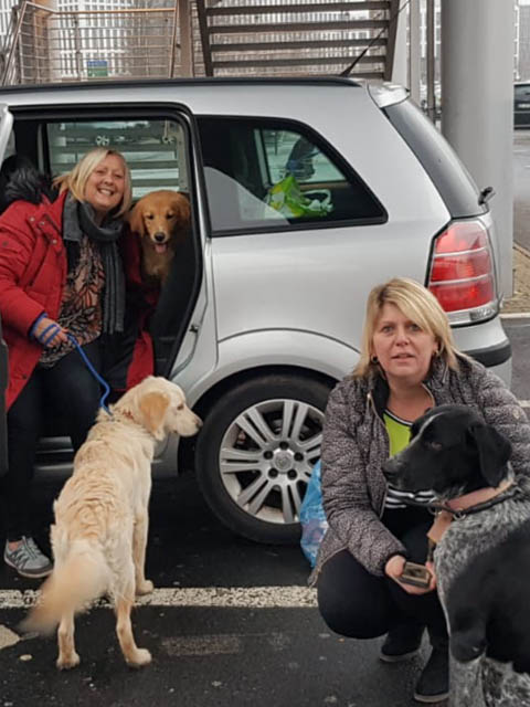 4 Paws Pet Transport Southampton UK image