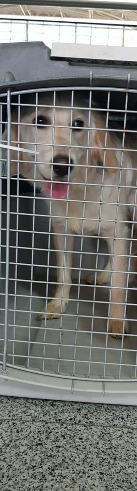 4 Paws Pet Transport Southampton UK image